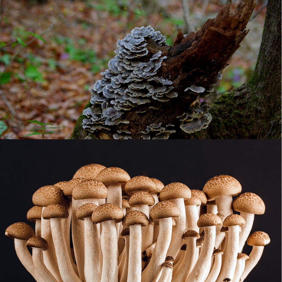 목이버섯 vs 느타리버섯 (가격, 영양, 장점)