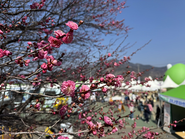 광양 매화축제 개화상황 실시간 사진 입장료