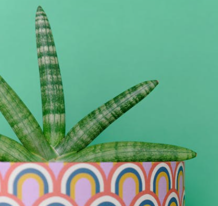 식물의 잎이 노랗게 변할 때 응급조치