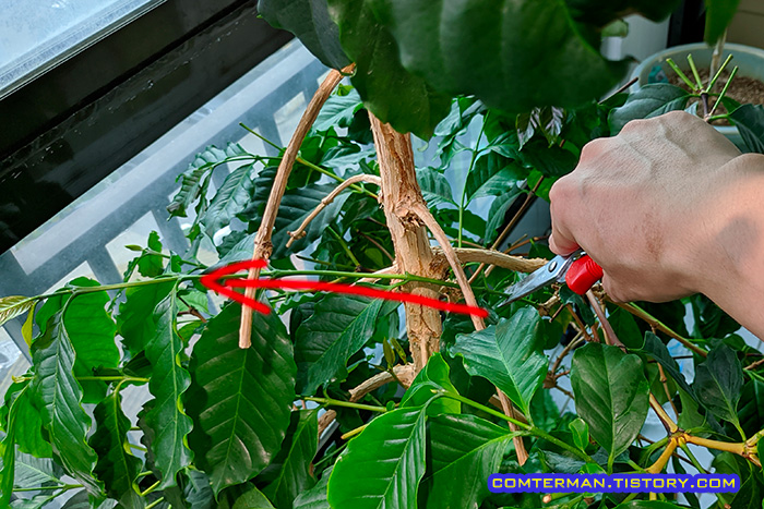 커피나무 반대방향 가지치기