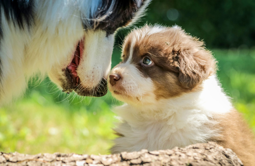 새끼 강아지 관련 사진