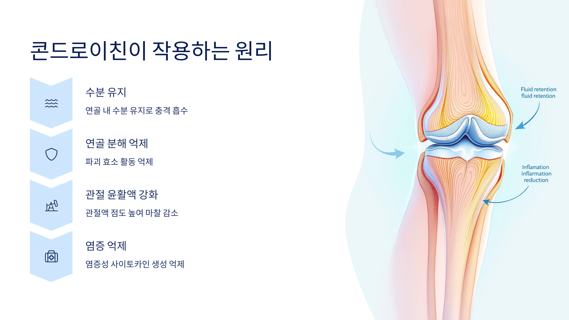 콘드로이친과 관련된 사진입니다.