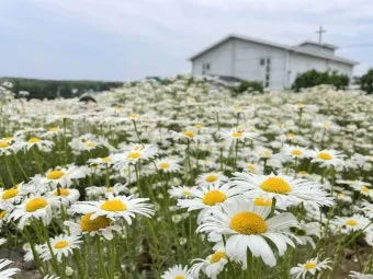 산길에서 만난 5월의 꽃 엉겅퀴 감나무꽃 고욤나무꽃 멍석딸기꽃 오디 뱀딸기 인동덩굴_18