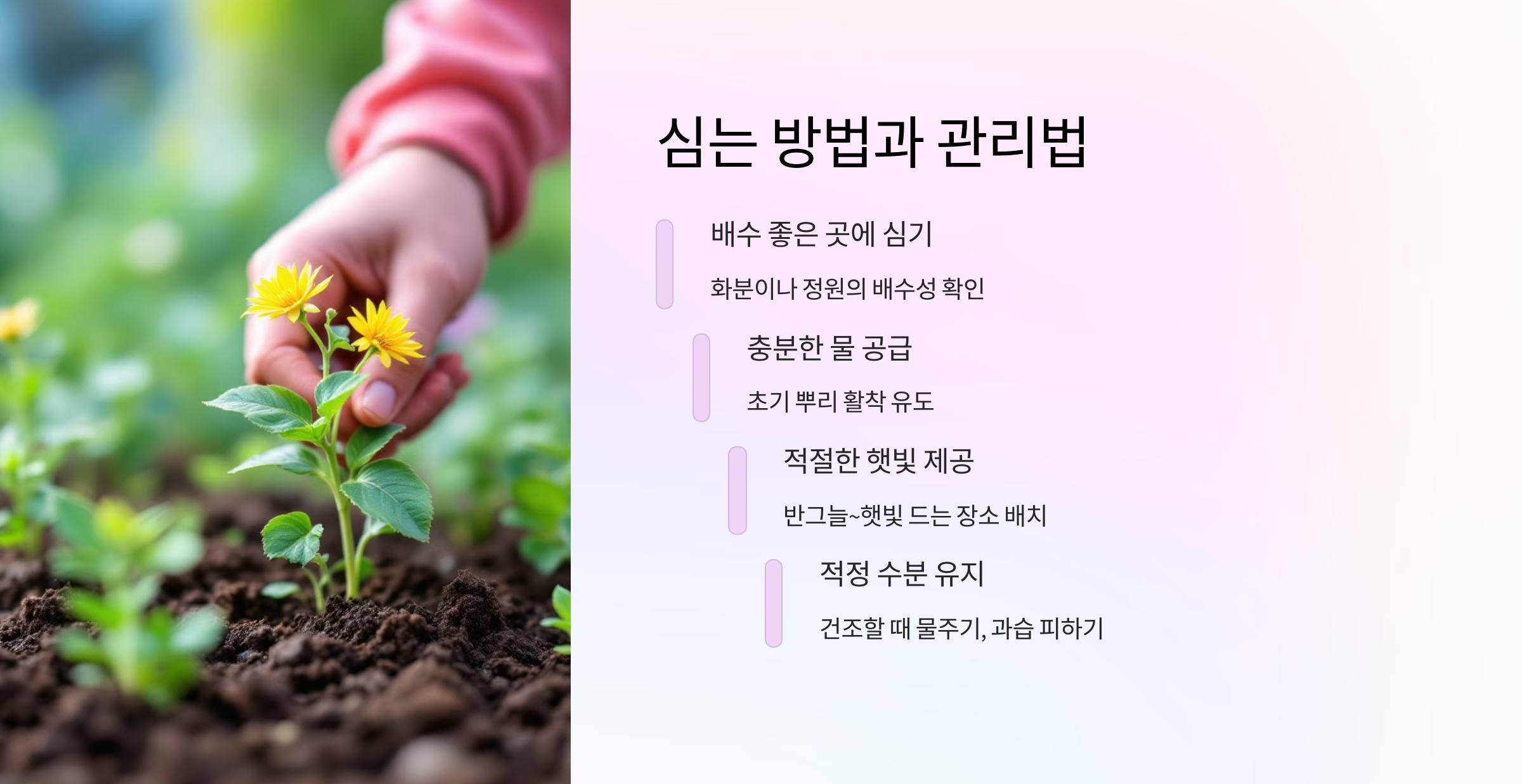 오색마삭줄 사진