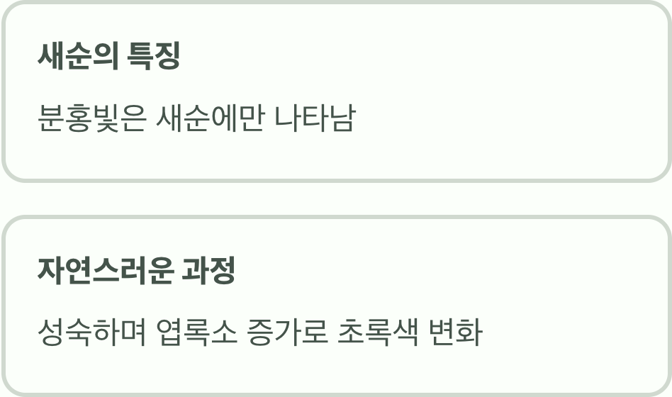 왜 핑크빛은 마법처럼 사라질까?