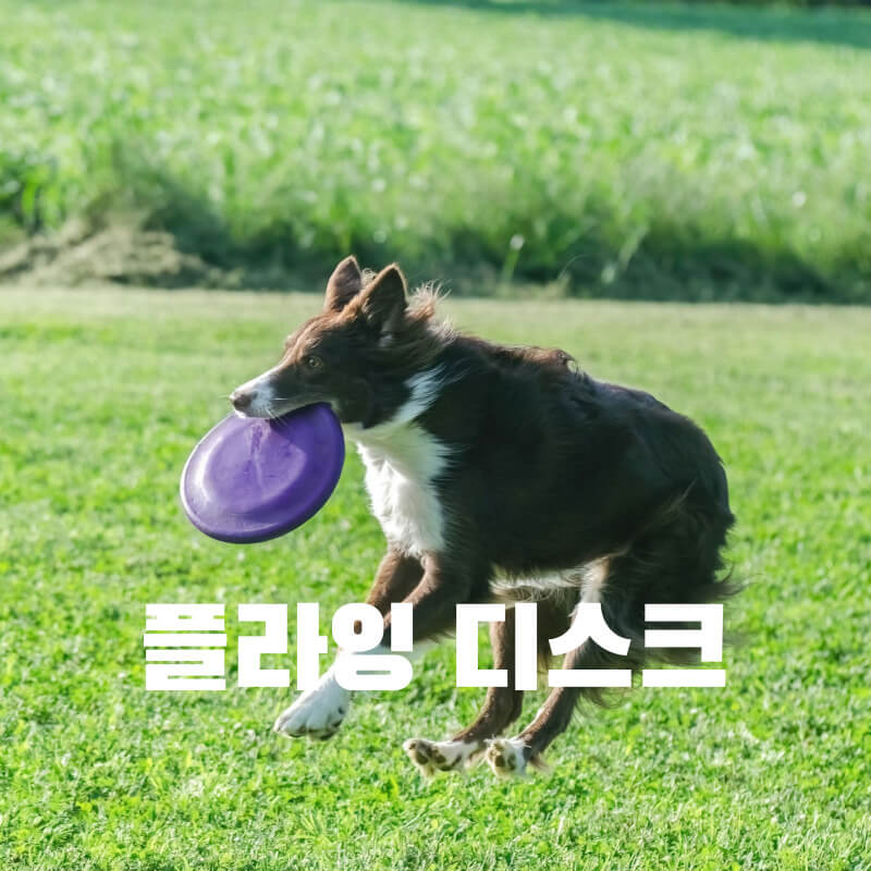 플라잉 디스크