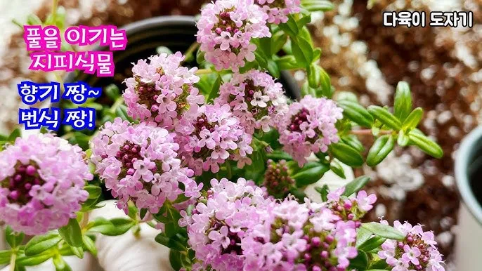 백리향 키우는 법 집에서 재배법 꿀팁_9
