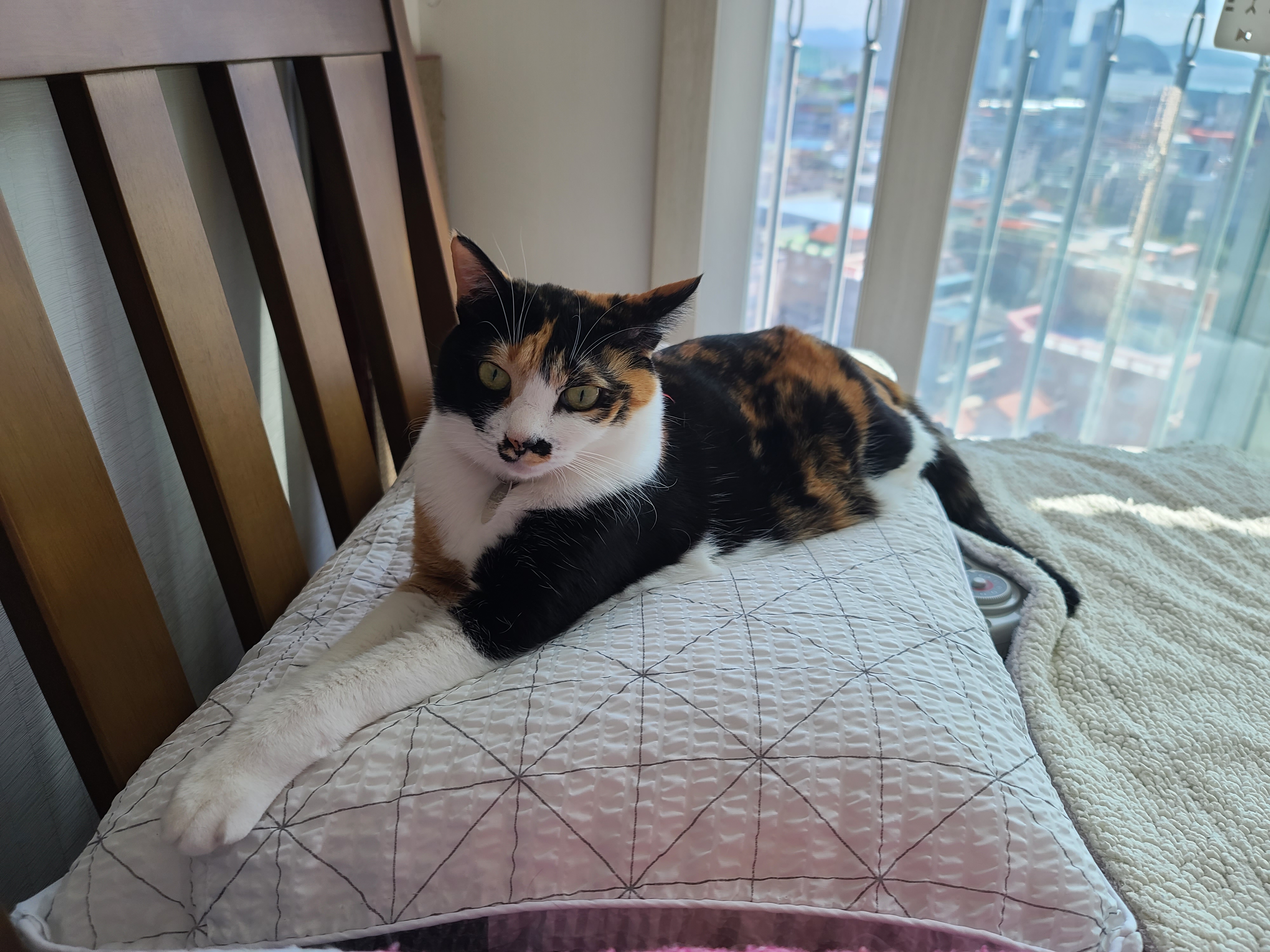 한번만 봐달라 애걸하는 집사와 제대로 한번 봐주지 않는 도도한 고양이 다다.(feat. 먹보 고양이 사랑이)