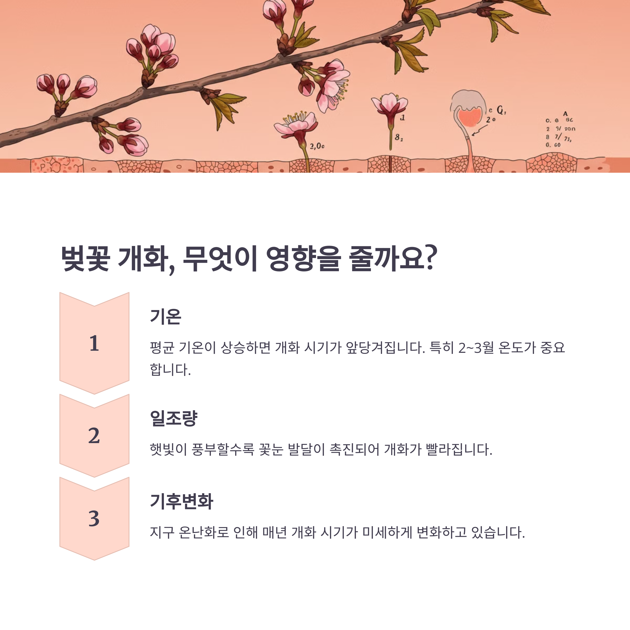벚꽃 개화에 영향을 주는 요인
