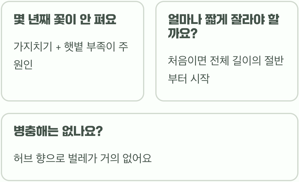 바이텍스 가지치기, 이렇게 잘라야 꽃폭탄 맞습니다!