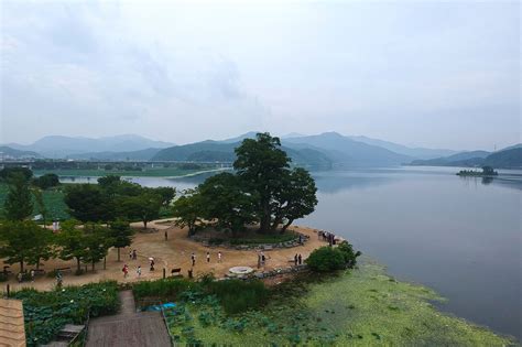 반려견 산책 관련 사진