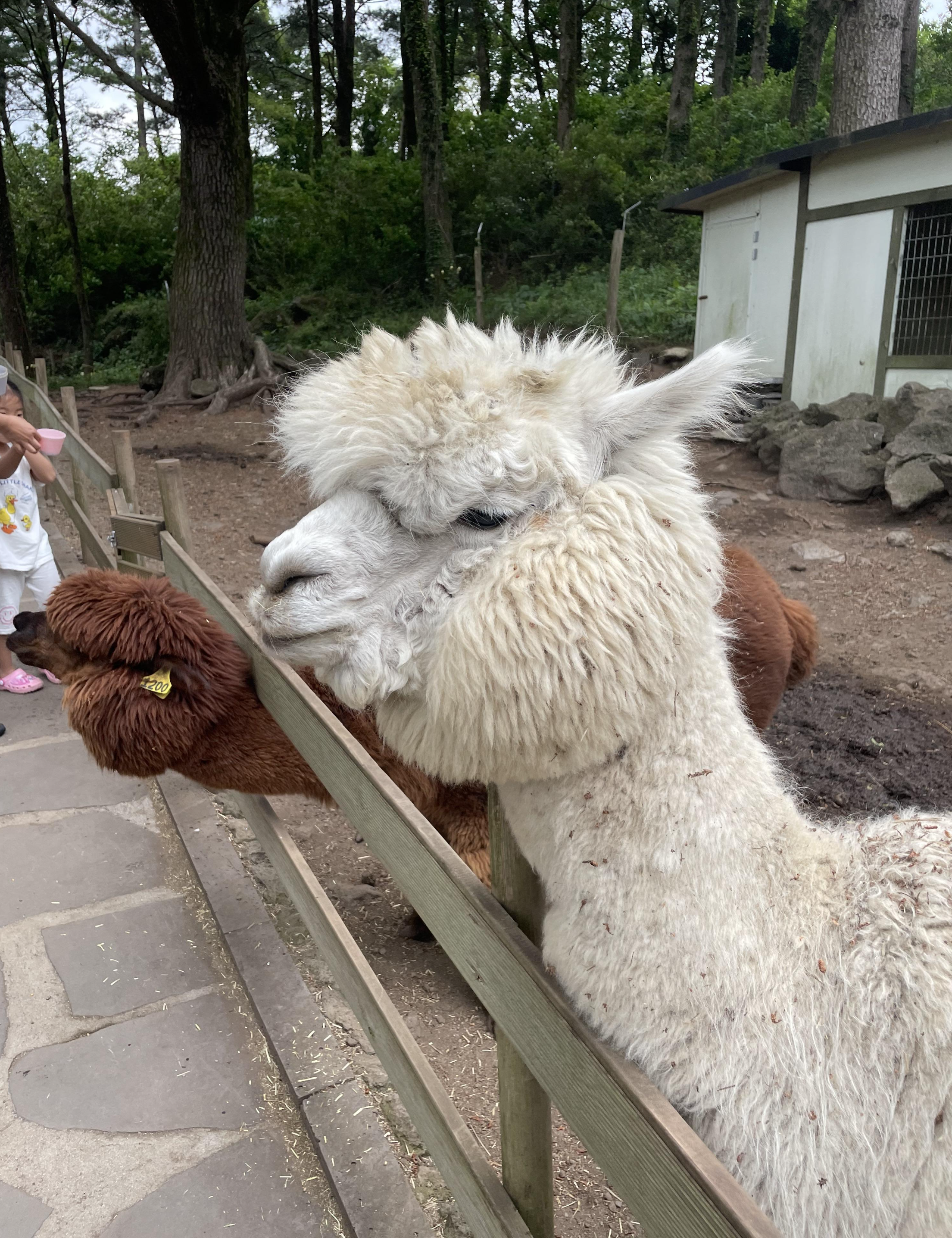 알파카_먹이주기