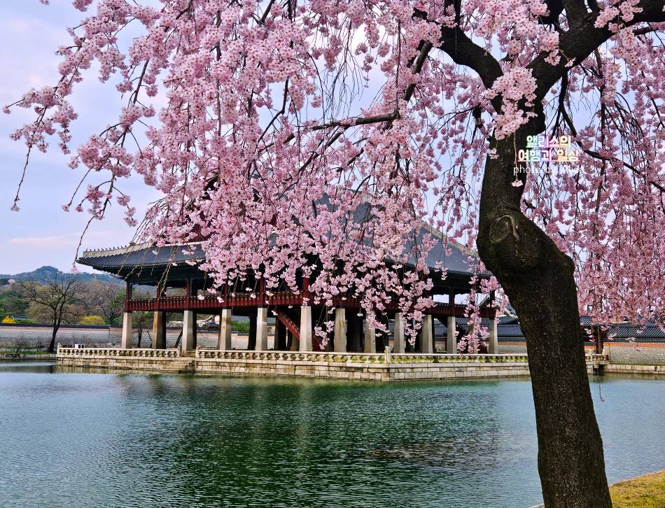 서울 벚꽃 명소 나들이 추천 경복궁, 덕수궁 4월 개화 상황 서울 가볼만한곳
