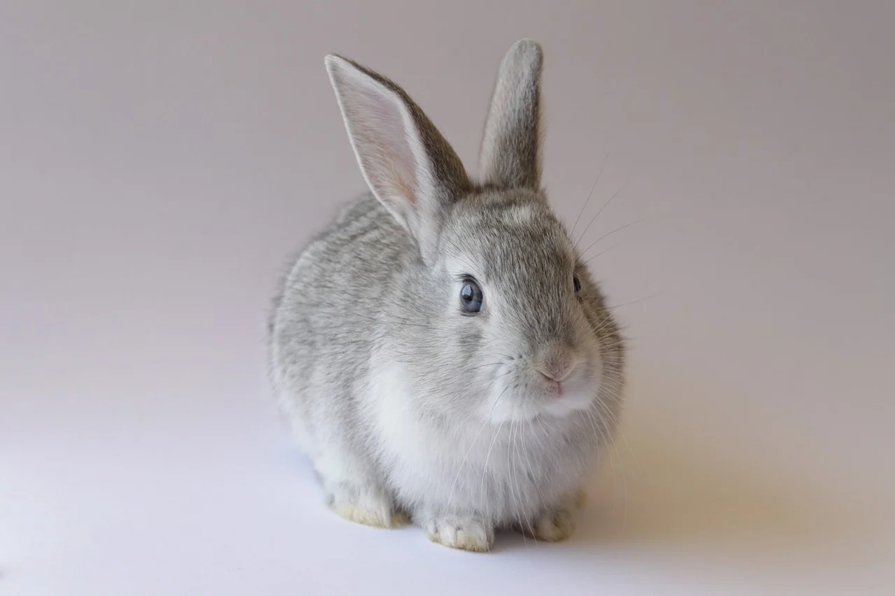 처음 키우는 애완 토끼, 입양부터 관리까지 완벽 가이드 (2025 최신판)