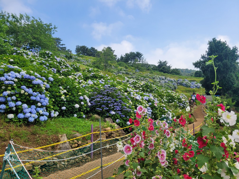 거제 지세포성 수국