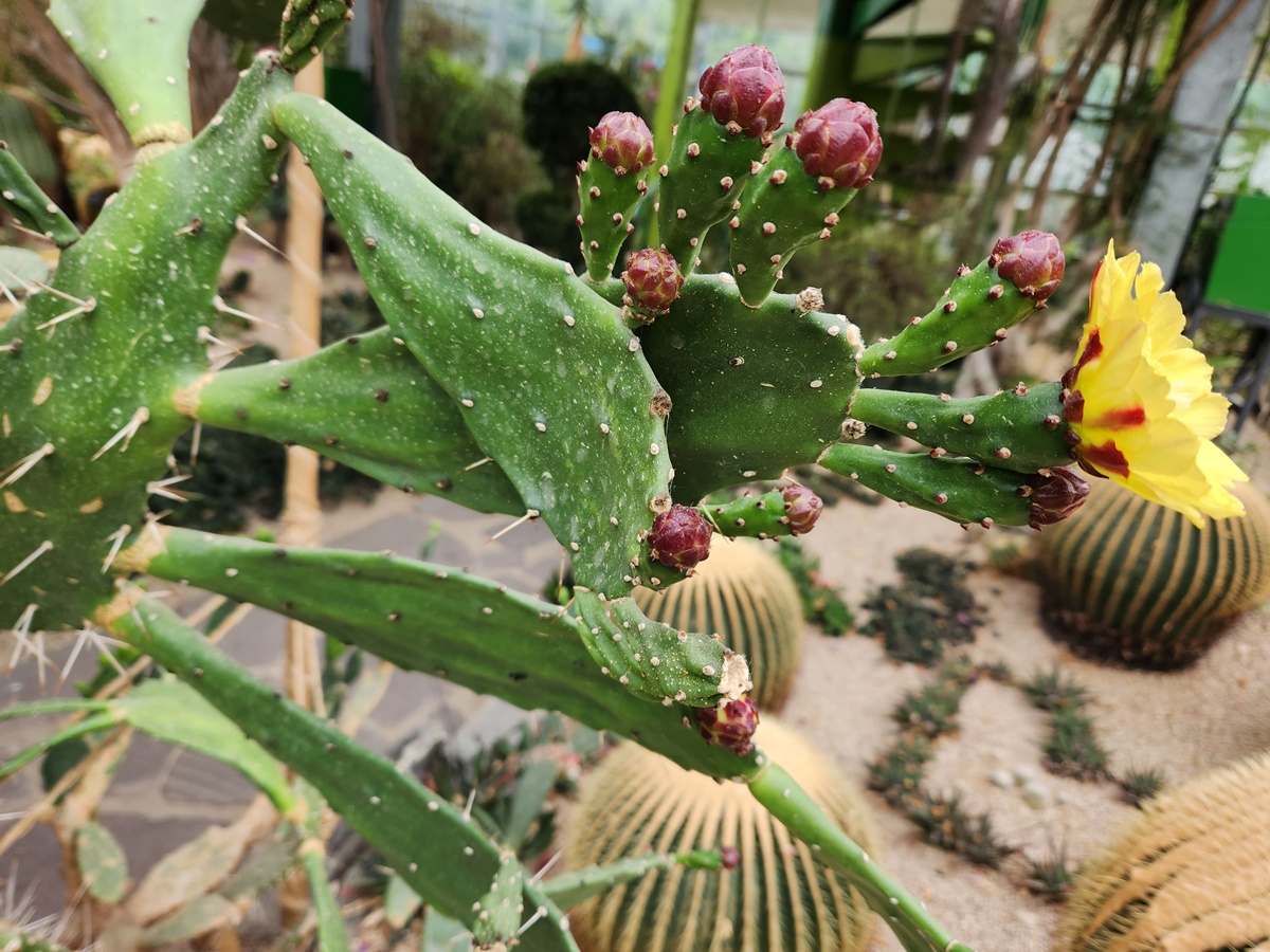 손바닥선인장 (천년초)