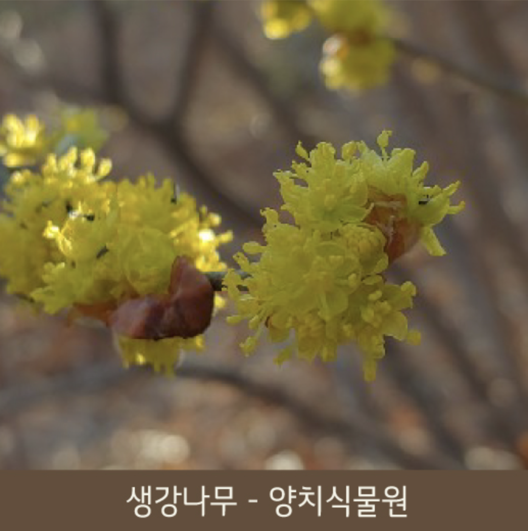 화담숲 봄 수선화 축제