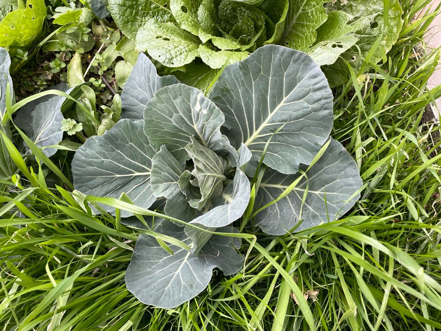 저의 텃밭에서 다양한 작물들과 키우고 있는 생태 자연 유기농 양배추입니다.