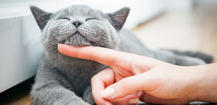고양이