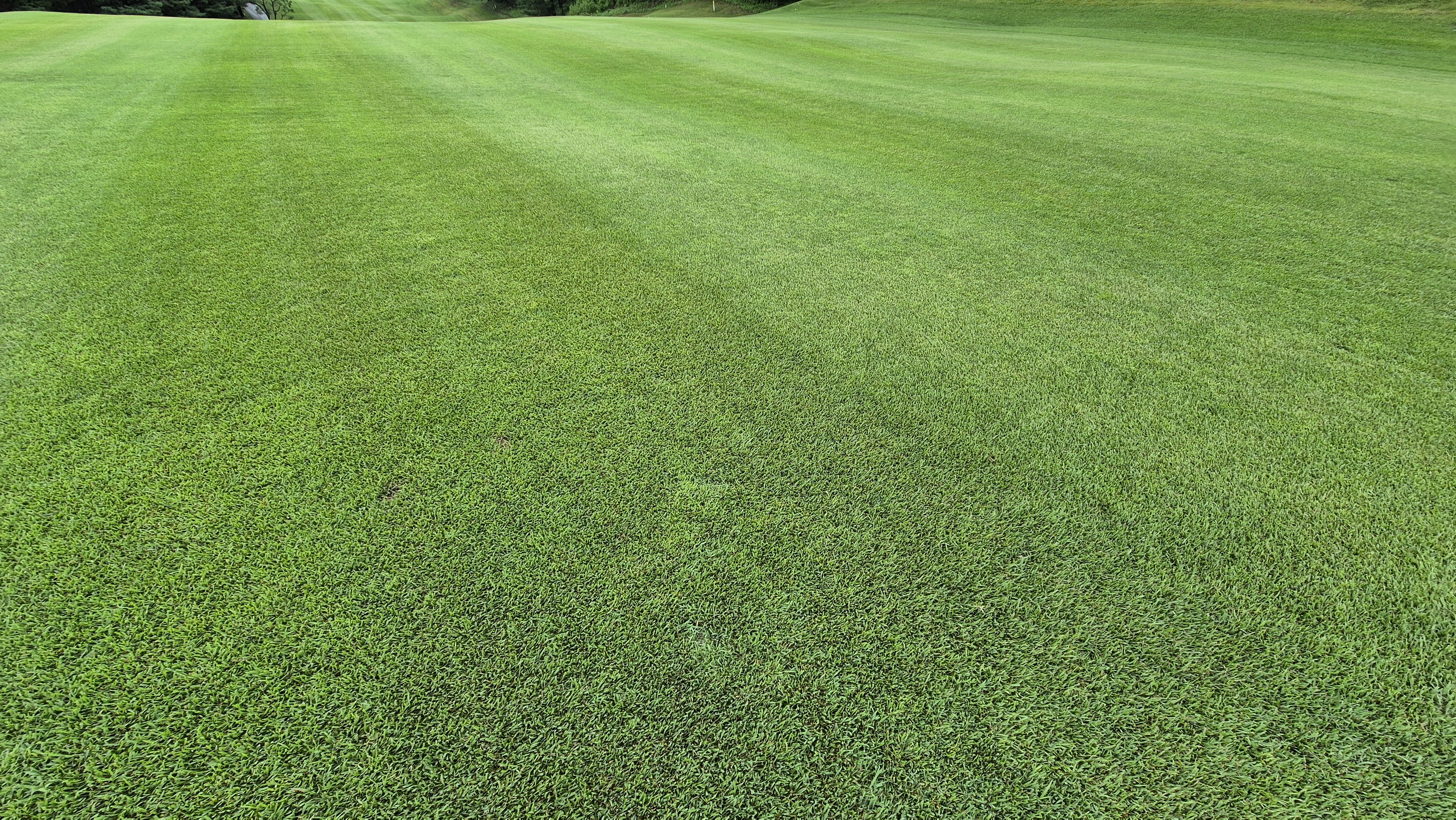 뉴서울cc 예술in-문화in 코스 라운드 후기