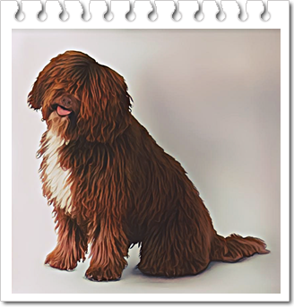 사냥견
스패니시 워터 독(Spanish Water Dog)