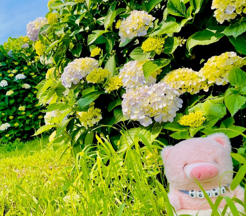 수국 개화현황2