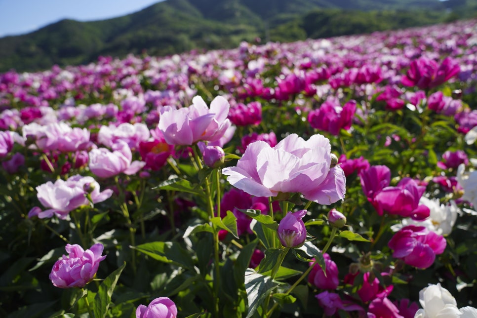 [5월 여행]영천작약꽃축제❘영천 삼창리&middot;정각리 작약꽃밭, 그리고 보현산약초식물원까지