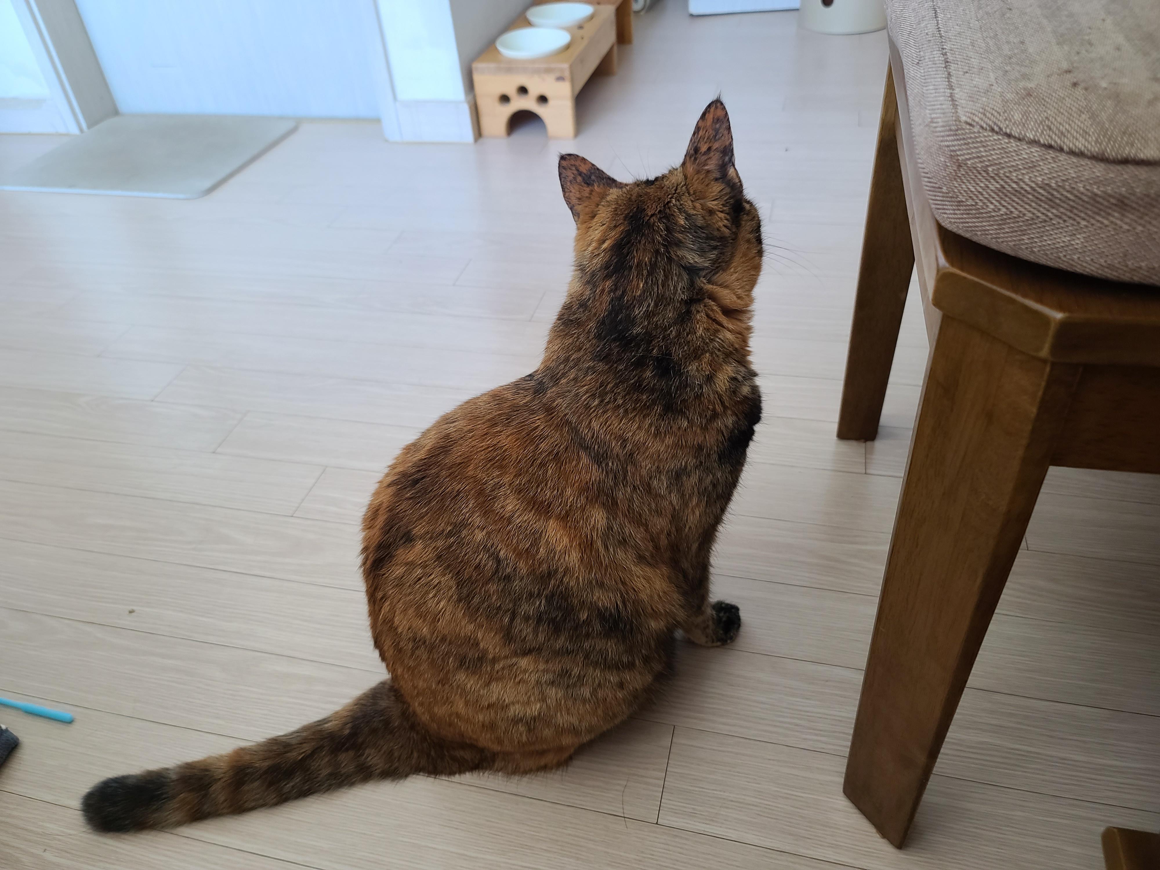 사랑이가 엄마만 보면 발라당을 하는 이유