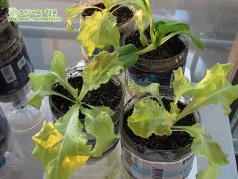 화분 잎끝마름 해결 습도관리 분무타이밍 물주기조절 실내가습 요령_7