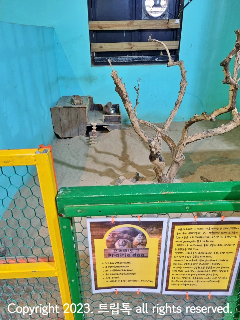 초록 울타리 안에 벽 구석에 프레리도그가 있다