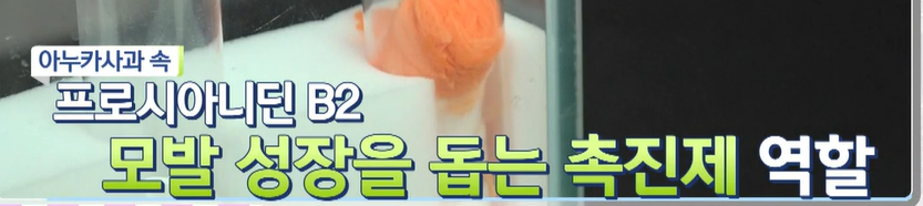 아누카사과 분말 효능