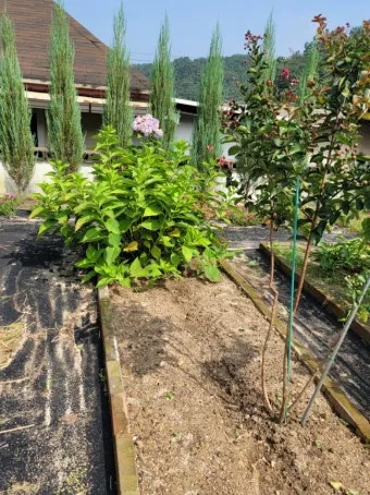 가을 텃밭 작물 추천 상추 열무 시금치 쌈채소 재배법_7