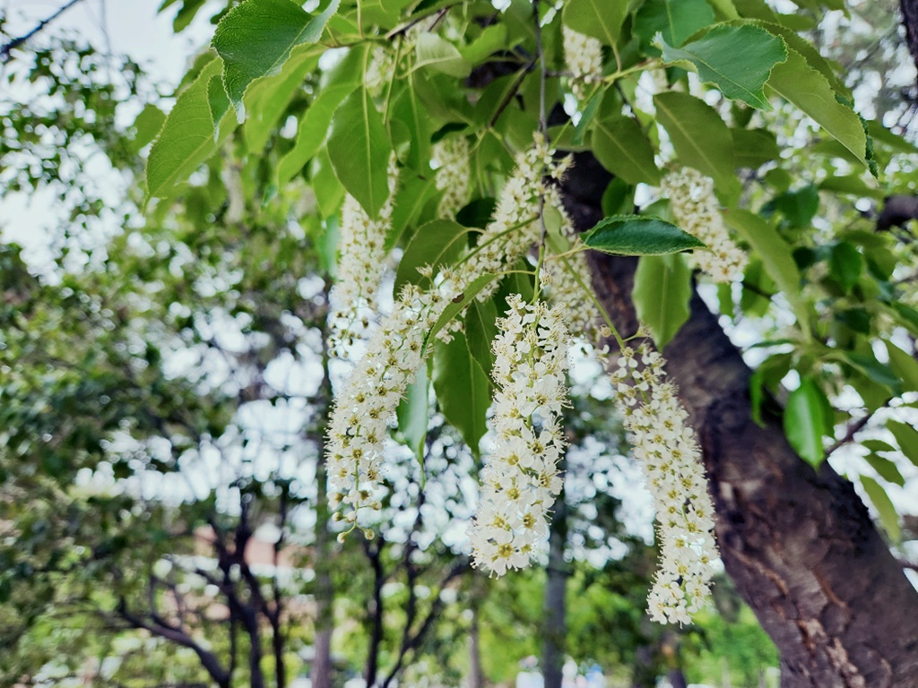 세로티나벚나무