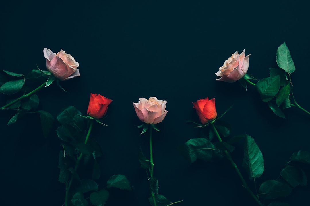 Valentine's Day