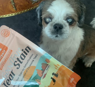 강아지 눈 밑, 위, 한쪽 부음, 위치별 원인부터 관리 팁