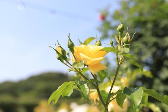 용인시 소비쿠폰