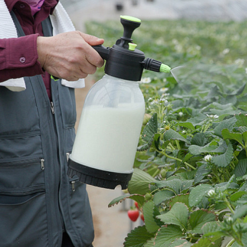 김일호 왕잘커 식물 영양제