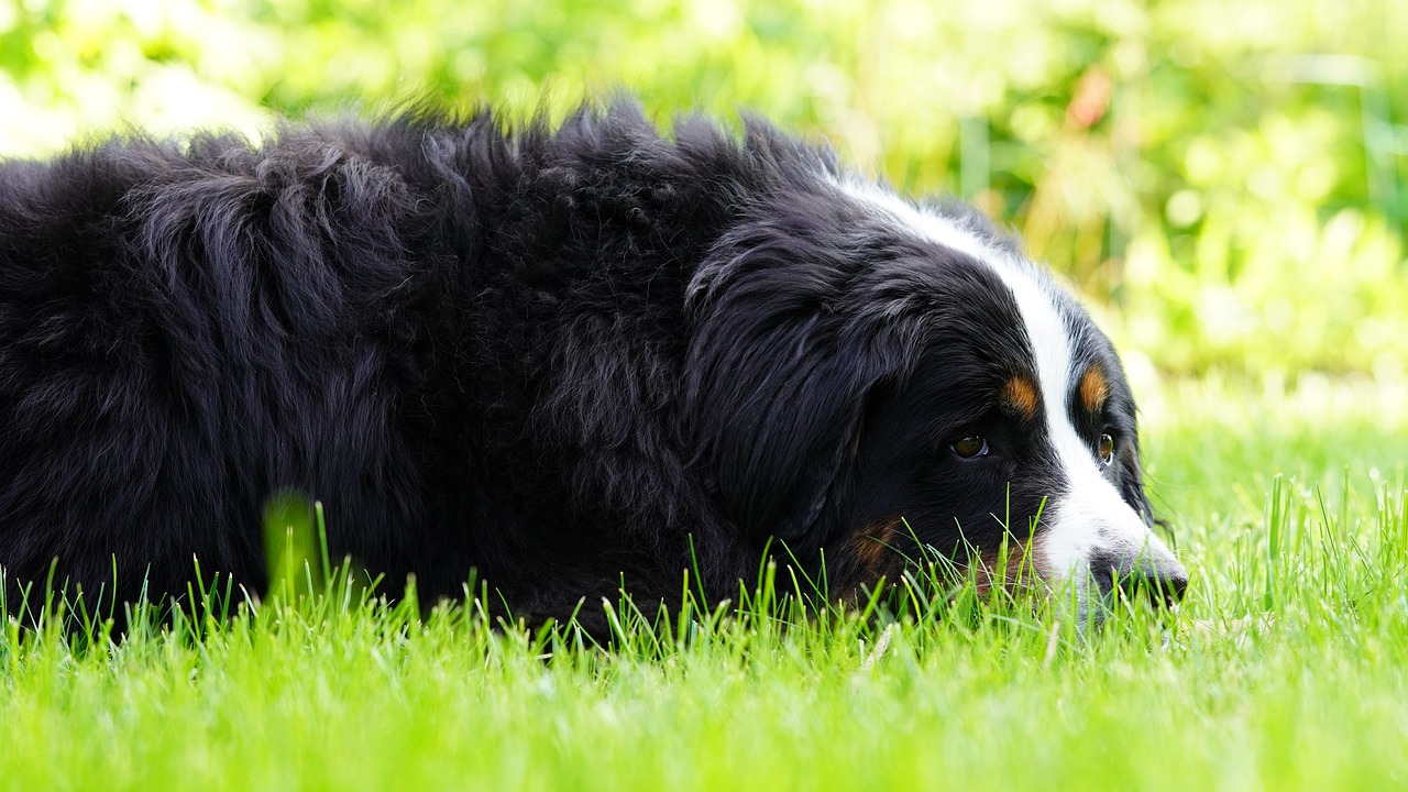 버니즈 마운틴 독(Bernese Mountain Dog)5