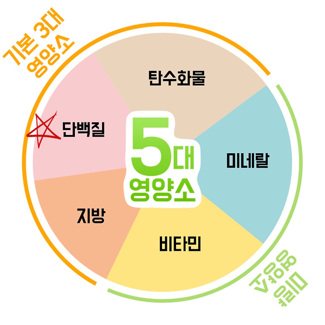 단백질