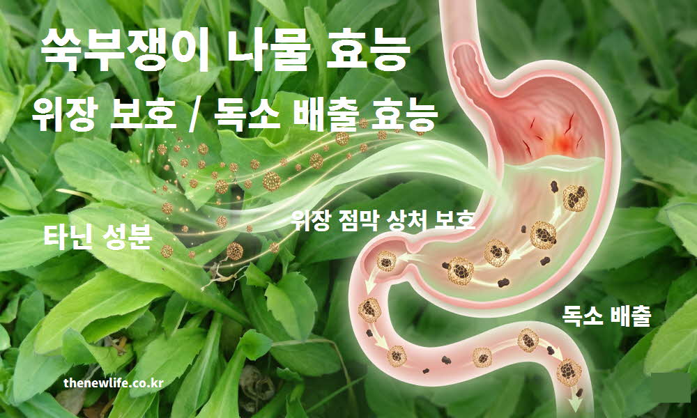 쑥부쟁이 나물 효능 위장 보호 독소 배출