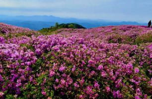 황매산 철쭉축제 실시간 개화상황