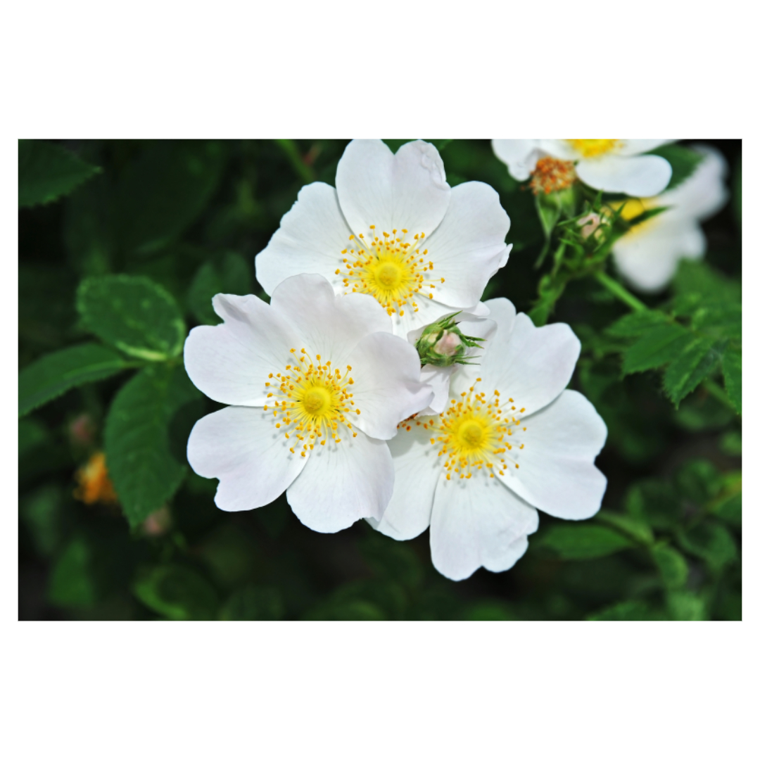 맥문동과 관련된 사진입니다.