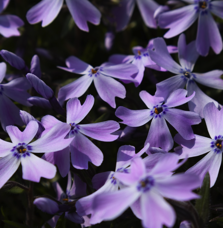 용인 자작나무숲 봄꽃 축제