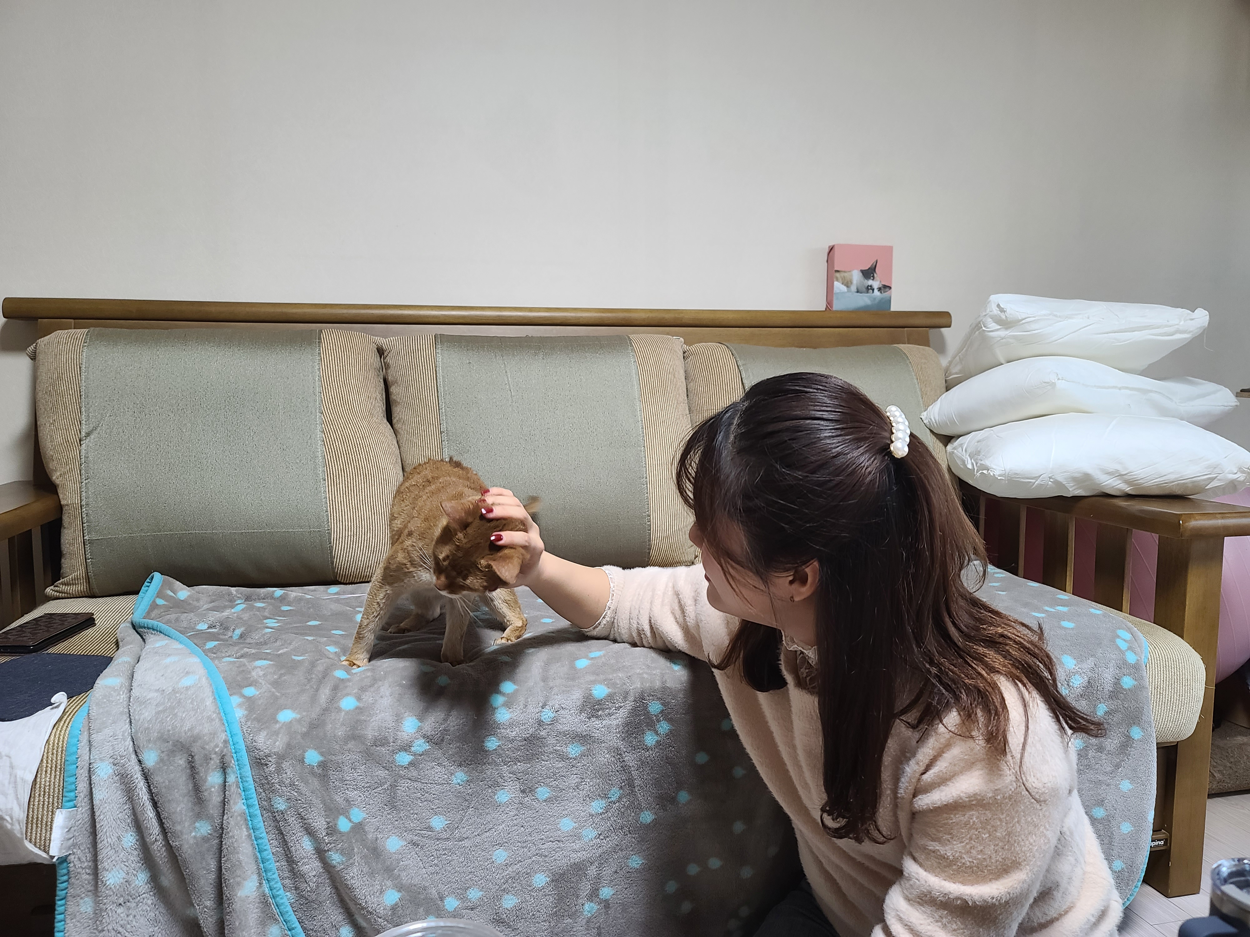 사실...호야랑 막둥이는 접대냥이었다!(feat.원조 접대냥 루나와 재밌는포즈 루디)