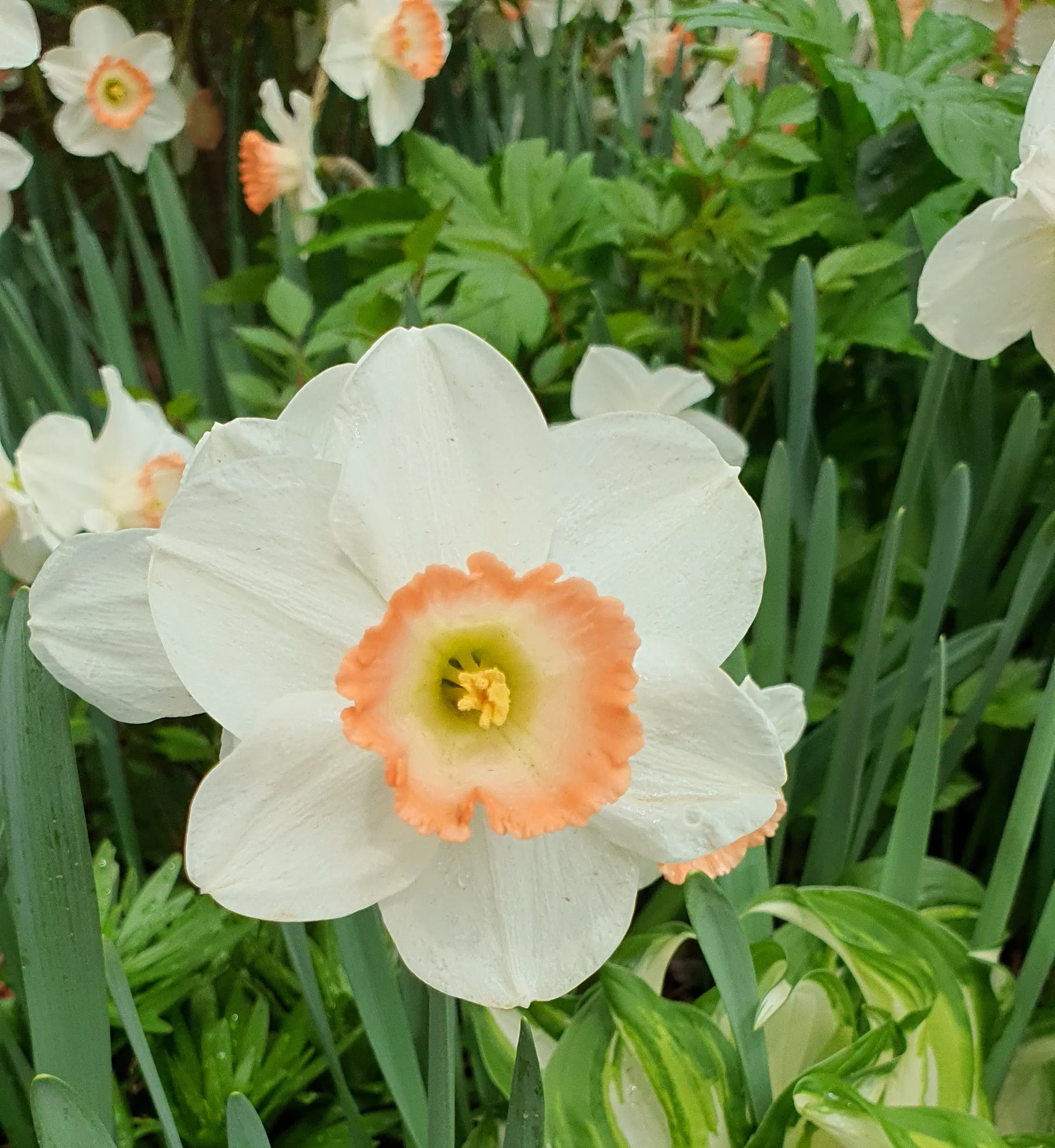 청와대-안에-있는-나팔수선화