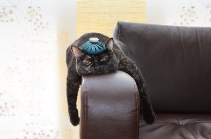아픈 고양이.