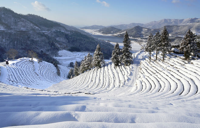보성 녹차밭 겨울