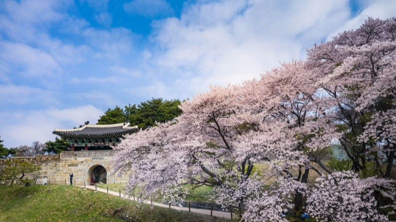 벚꽃 개화시기 2023