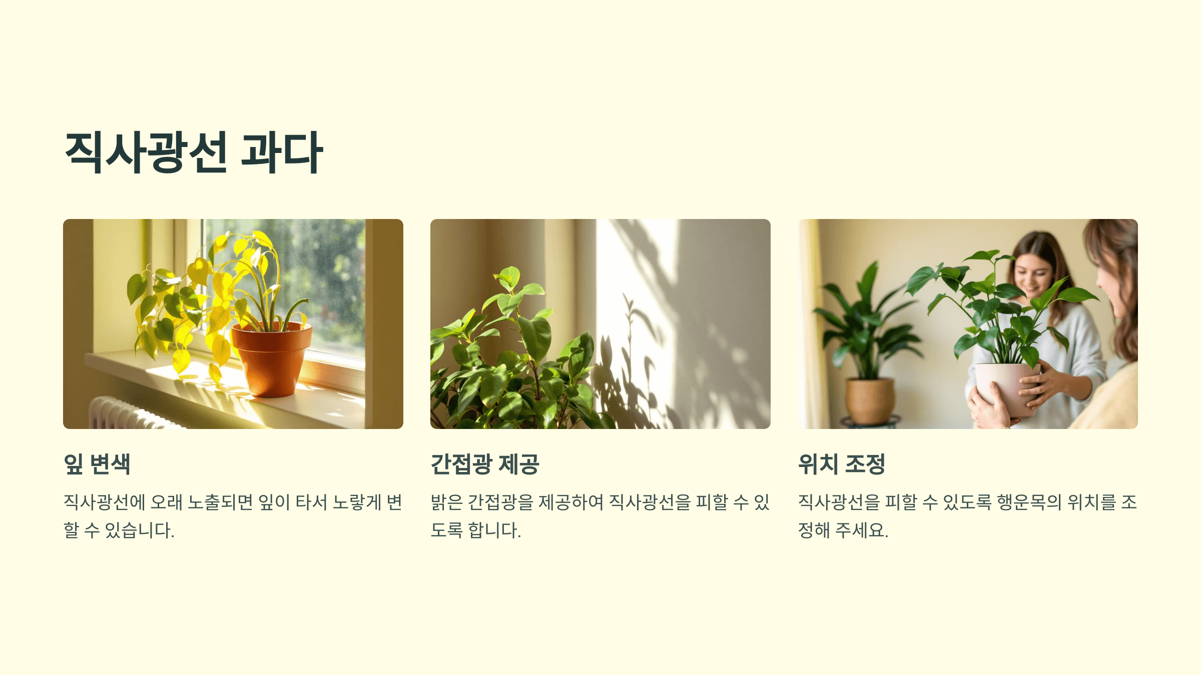 행운목과 관련된 사진입니다.