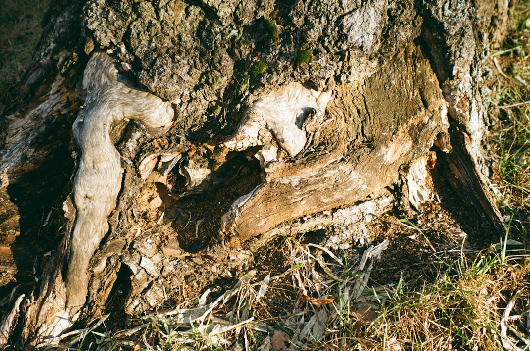 Cornus (as in Cornus officinalis, the species of dogwood celebrated during the festival)